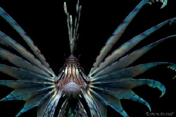 This lionfish was pretty funny. I didn't realy want to ta... by Steve De Neef 